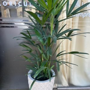 Planta de Raphis