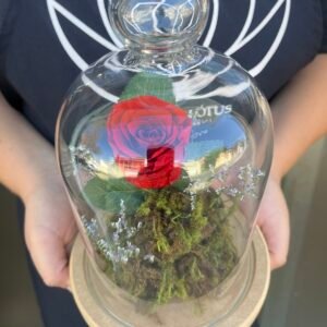 Rosa Preservada