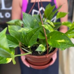 Jibóia Planta
