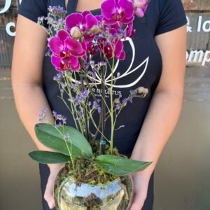 Orquídea Baby no aquário