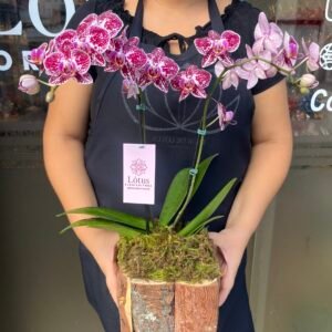 Orquídeas no cachepô de madeira